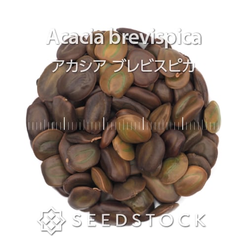 種子] アデニア グミフェラ Adenia gummifera | 塊根植物 コーデックス