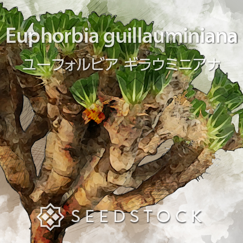 種子] ユーフォルビア ギラウミニアナ Euphorbia guillauminiana