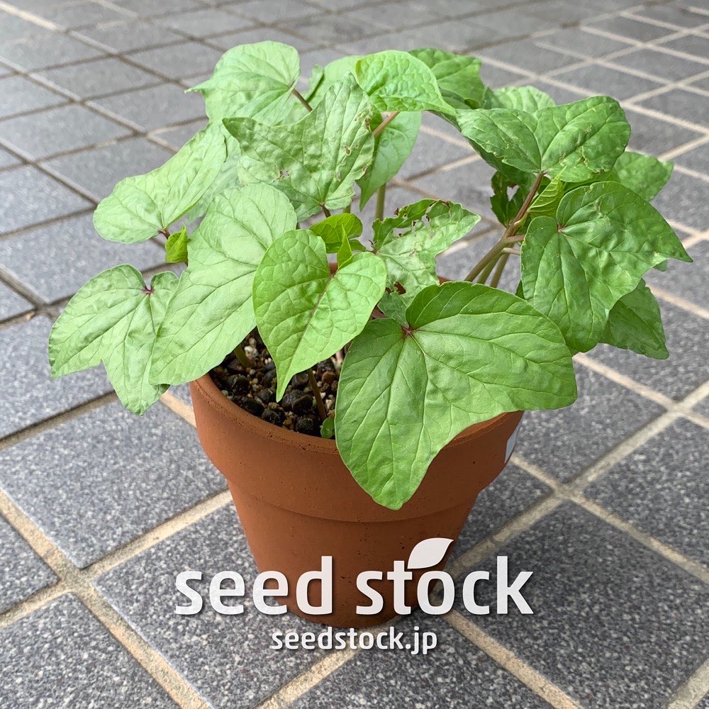 種子] イポメア sp. Ipomoea sp. | 塊根植物 コーデックス 朝顔 珍奇