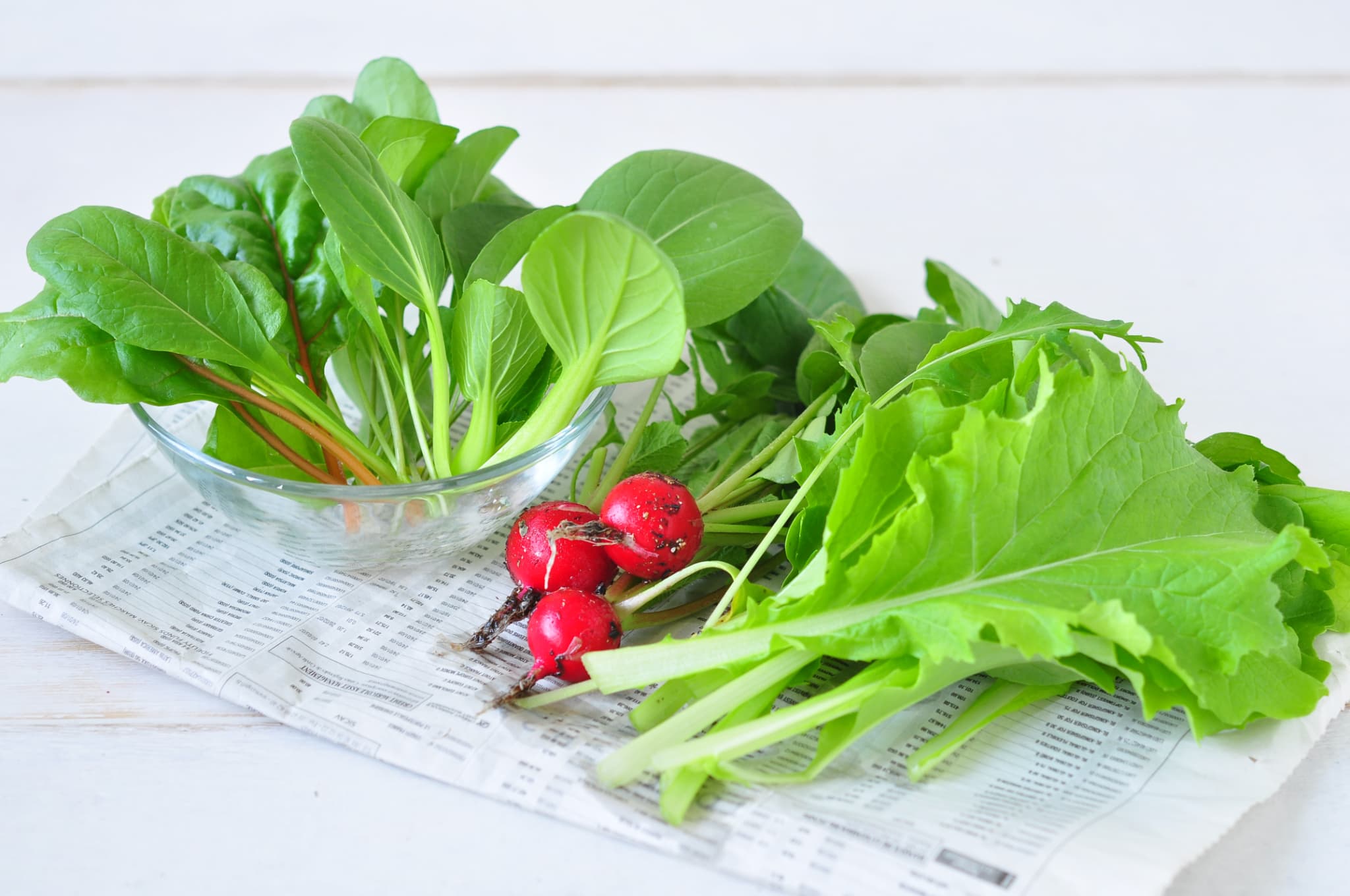 Four-Leaf Clover きっと出会える四つ葉栽培キット｜ 四つ葉の