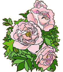 牡丹、芍薬の世界 | 浄土宗 慈雲山石光寺