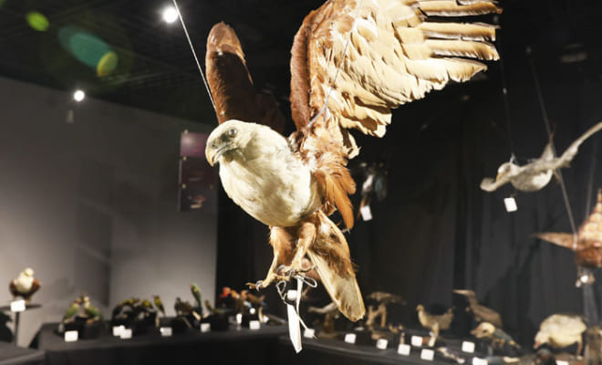標本と剥製の違いとは？ 鳥標本が教えてくれるたくさんの知の世界