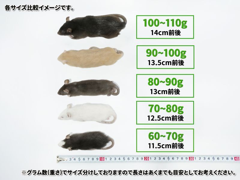 国産 冷凍ラット80~90g 5匹セット