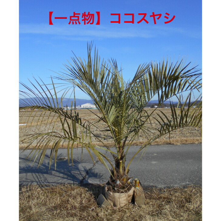 楽天市場】【現品発送】 ココスヤシ 10号 樹高1.2-1.3m(鉢底から) 南国