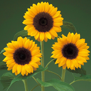 ひまわり・F1 DMRサンリッチ オレンジ| 種・苗・ガーデニング用品の