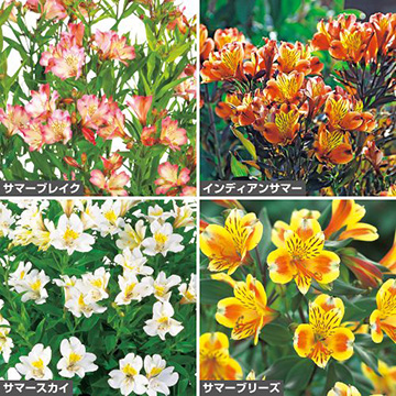 ガーデンアルストロメリア セット| 種・苗・ガーデニング用品の