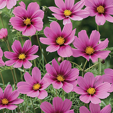 コスモス・センセーション ラディアンス| 種・苗・ガーデニング用品の