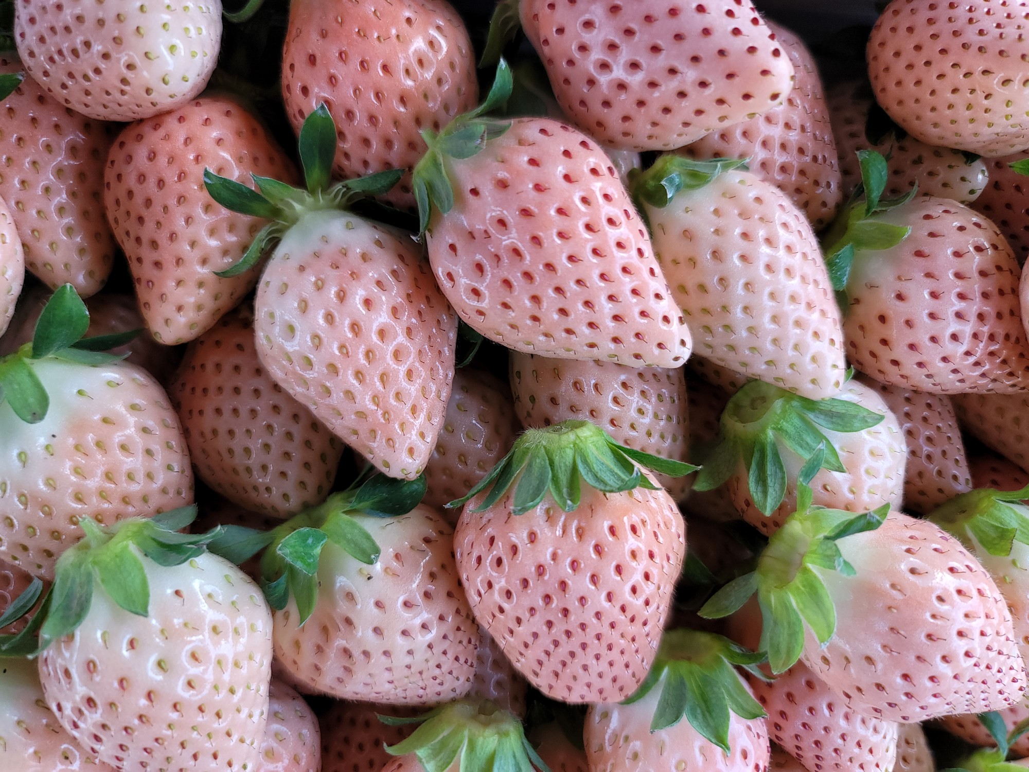 ゆきもと農園 / 【1セットタイプ贈答用】苺と白いちご