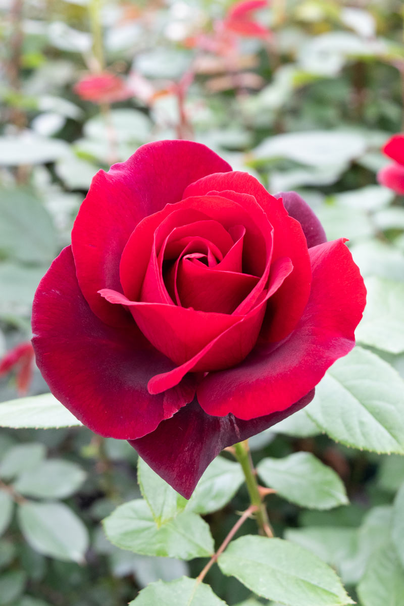 サムライ'66 ｜バラ苗の通販の篠宮バラ園