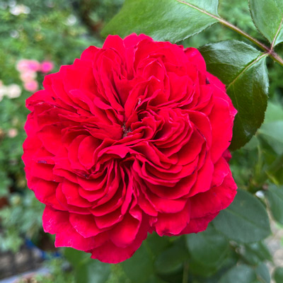 ルイス キャロル｜バラ苗の通販の篠宮バラ園