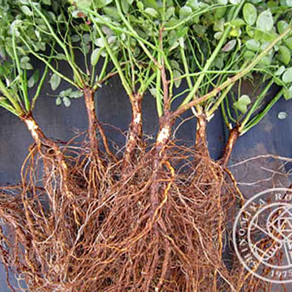 冬季限定 自家製の台木｜バラ苗の通販の篠宮バラ園