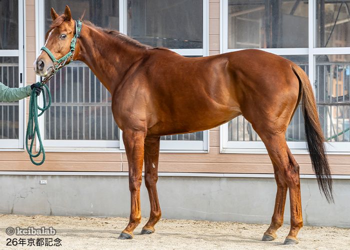 シェイクユアハート - Shake Your Heart - 競走馬データベース | 競馬ラボ