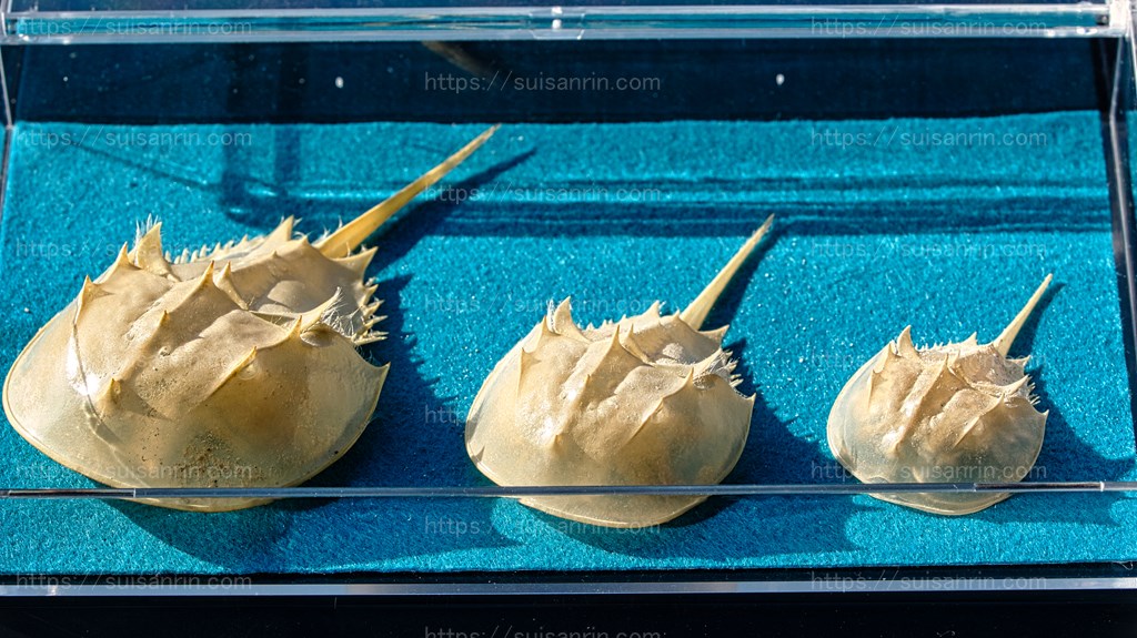 カブトガニ』脱皮・またもやハイペースで… – 水槽抱えて三輪車