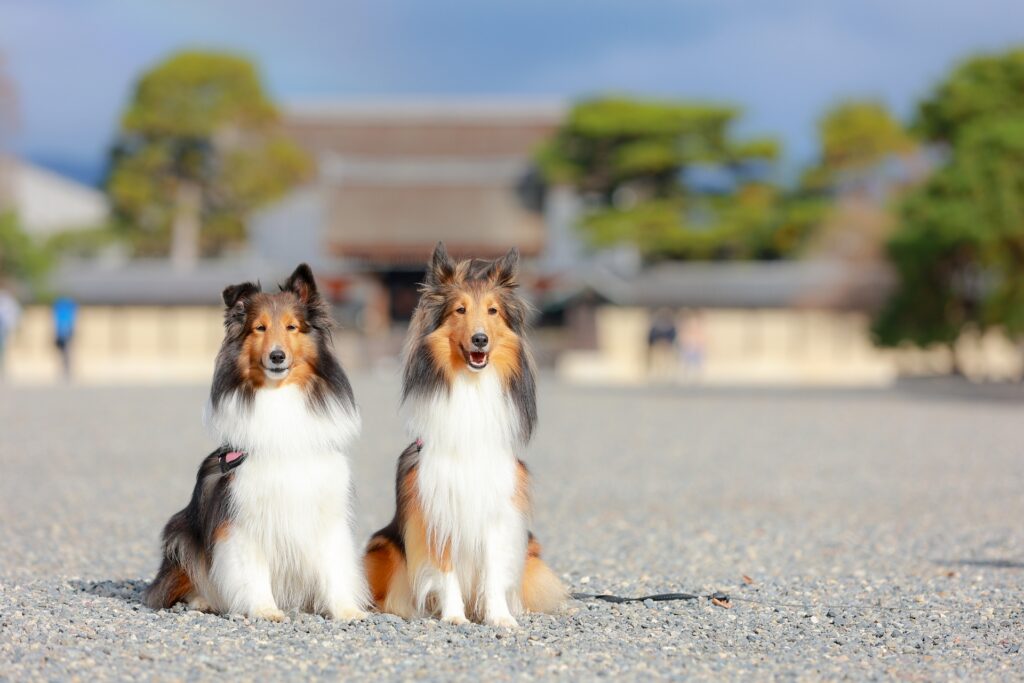 シェルティポメラニアン繁殖_販売_静岡県掛川市・ブリーダー鈴木農園で