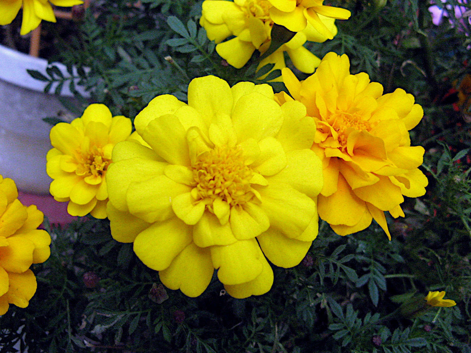 かぎけん花図鑑 9月2日の誕生花は、マリーゴールド（黄）です。 – 株式