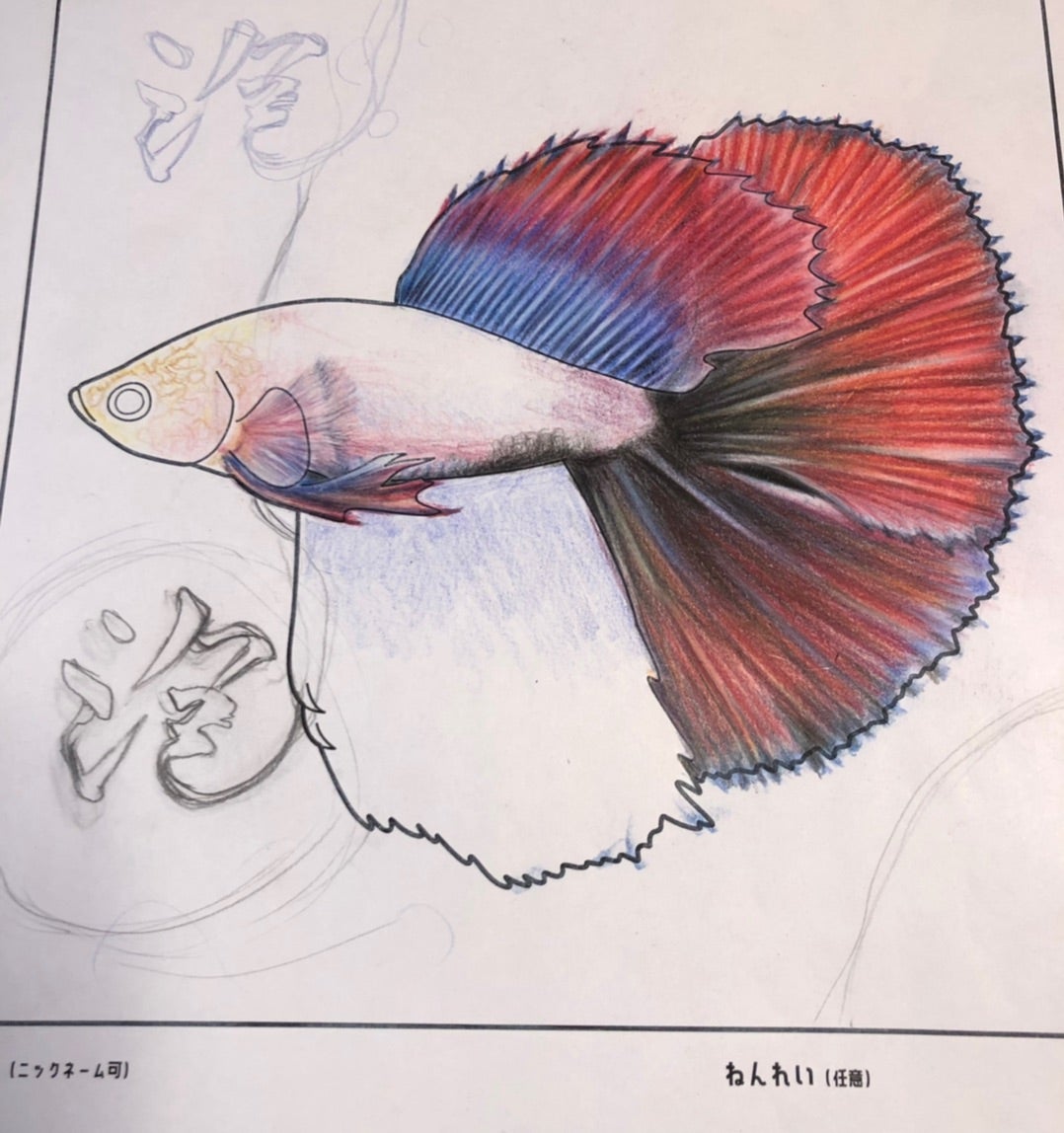 熱帯魚ベタを色鉛筆で塗るその1 | 色鉛筆アーティスト、大人の塗り絵