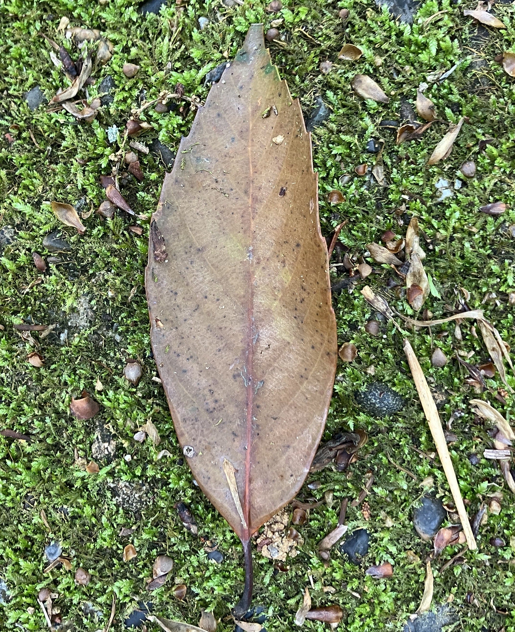 春の落ち葉 クスノキ & アラカシ | 高橋みさ子のブログ