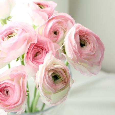 ラナンキュラス | 生花・切り花 通販 - はなどんやアソシエ