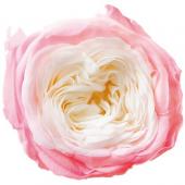 プリザーブド】プリマヴェーラ/ナナ ガーデンローズ 8輪 バニラピンク