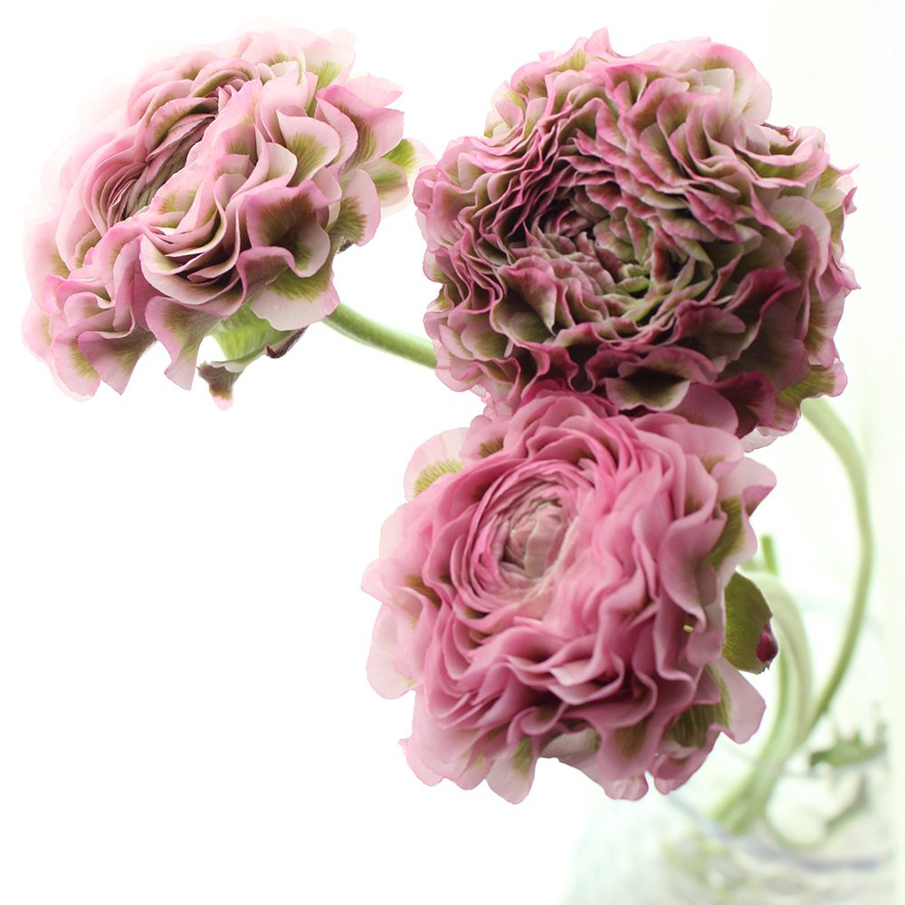 直前!】ラナンキュラス ポンポンハーマイオニー(ピンク緑)【生花