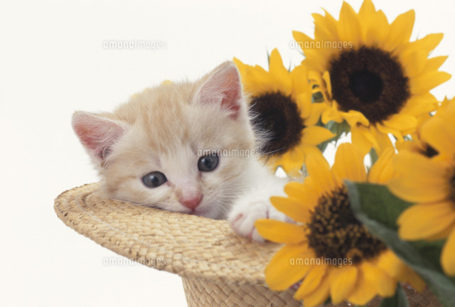 ヒマワリの花と帽子の中に入った猫（日本猫）[21028001865]の写真