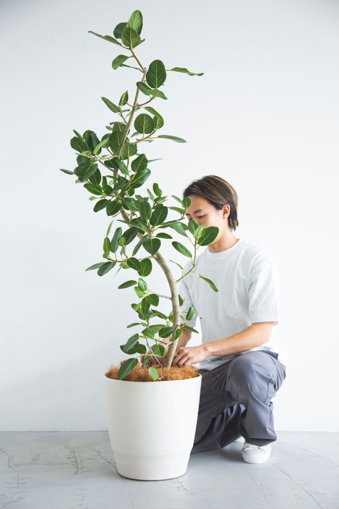 観葉植物 フィカス ベンガレンシス 曲がり（10号鉢）｜HanaPrime（ハナ