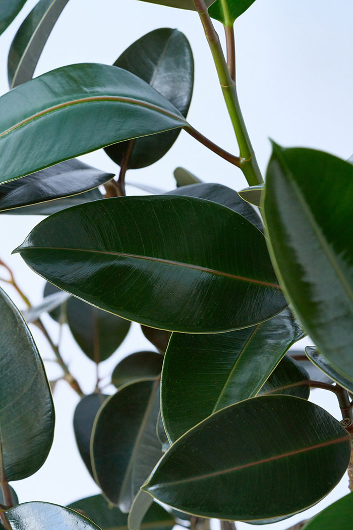 観葉植物 フィカス バーガンディ曲がり（10号鉢）｜HanaPrime（ハナ