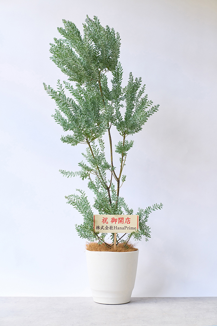 観葉植物 アカシア ブルーブッシュ（10号鉢）｜HanaPrime（ハナプライム）