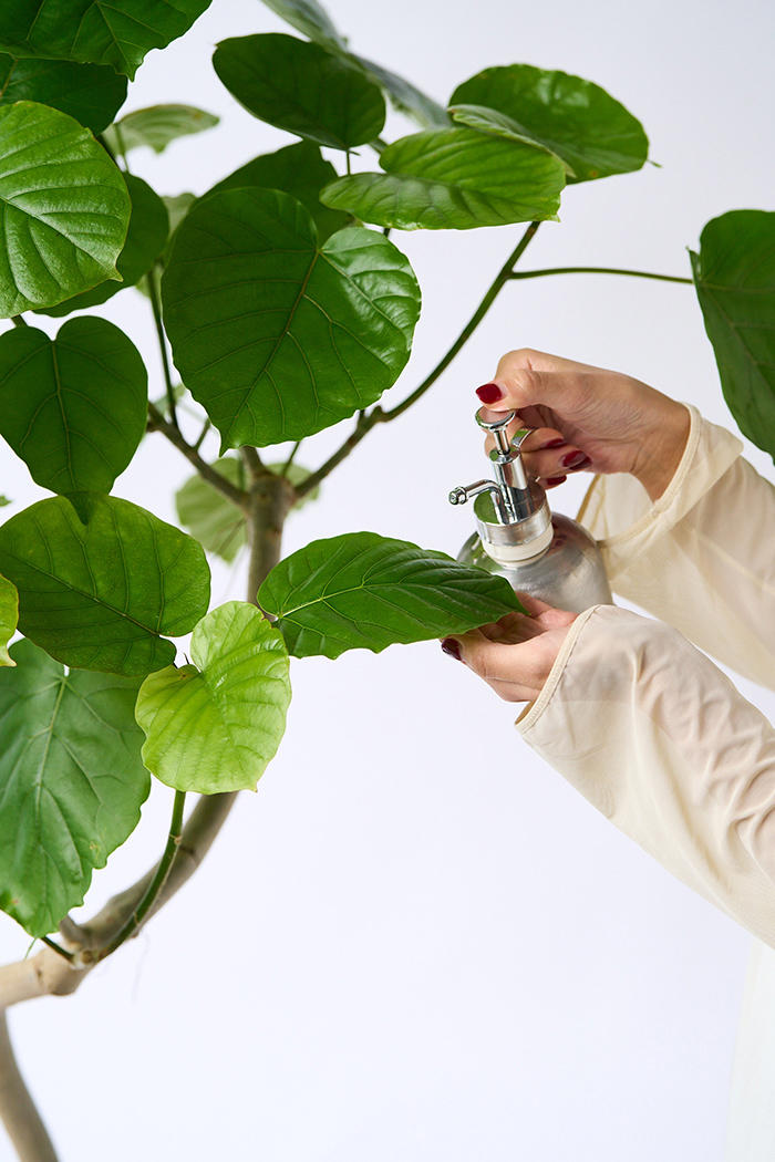 観葉植物 フィカス ウンベラータ曲がり（8号鉢）｜HanaPrime（ハナ