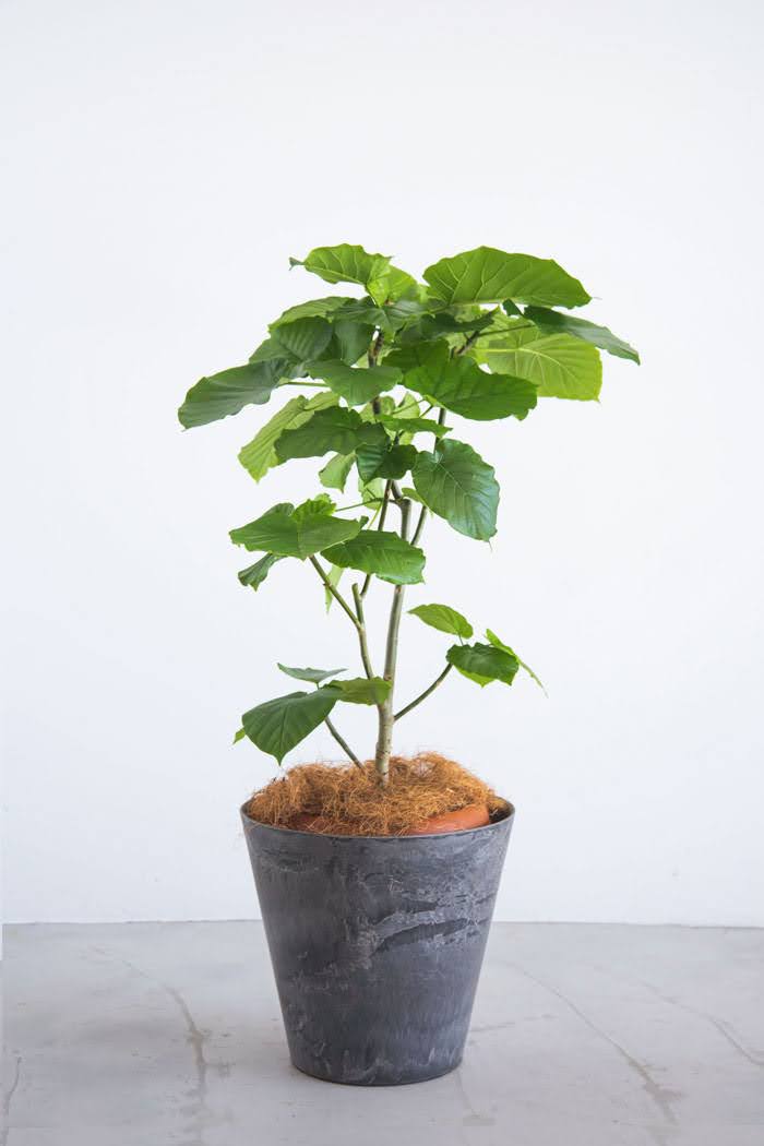 観葉植物 フィカス ウンベラータ（8号鉢）｜HanaPrime（ハナプライム）