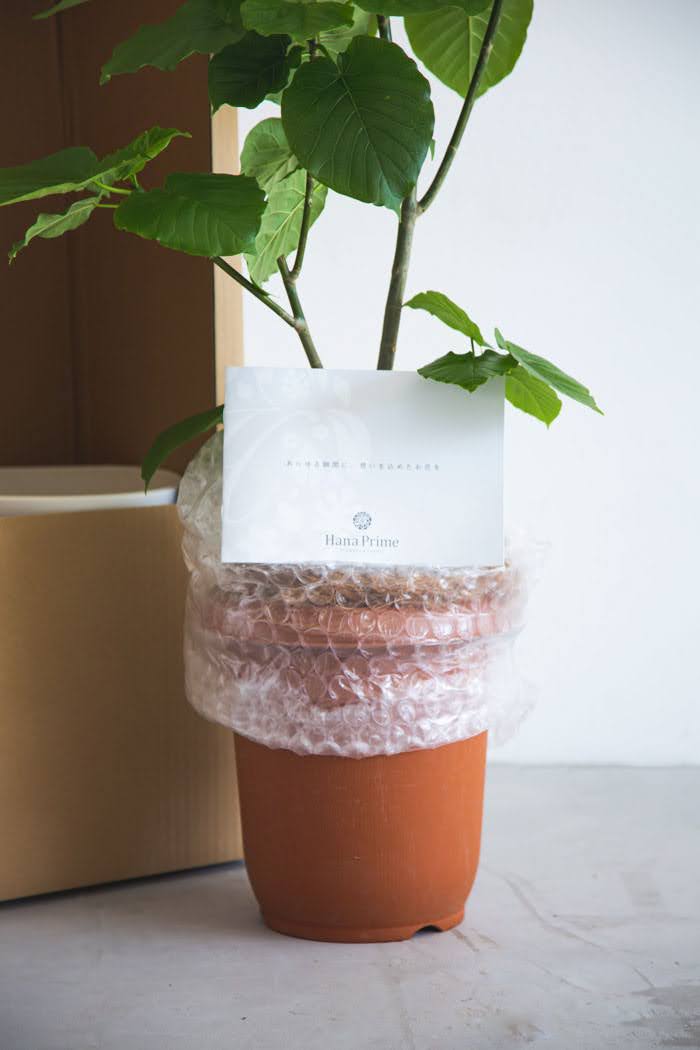 観葉植物 フィカス ウンベラータ（8号鉢）｜HanaPrime（ハナプライム）
