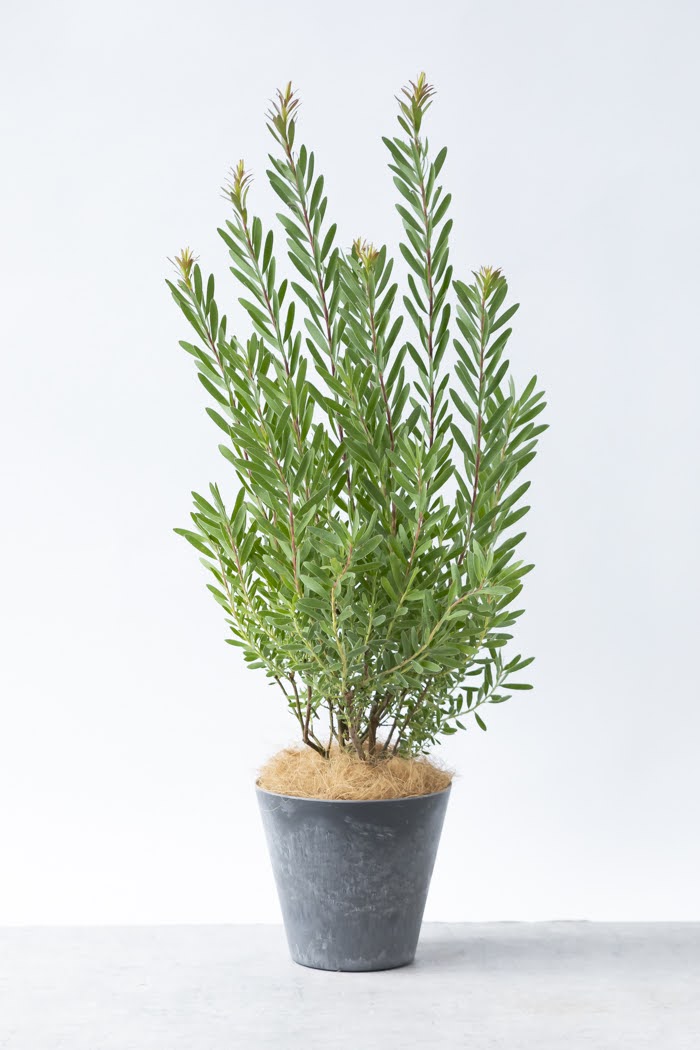 Lサイズの観葉植物（8号鉢）100cm～150cm｜HanaPrime（ハナプライム）