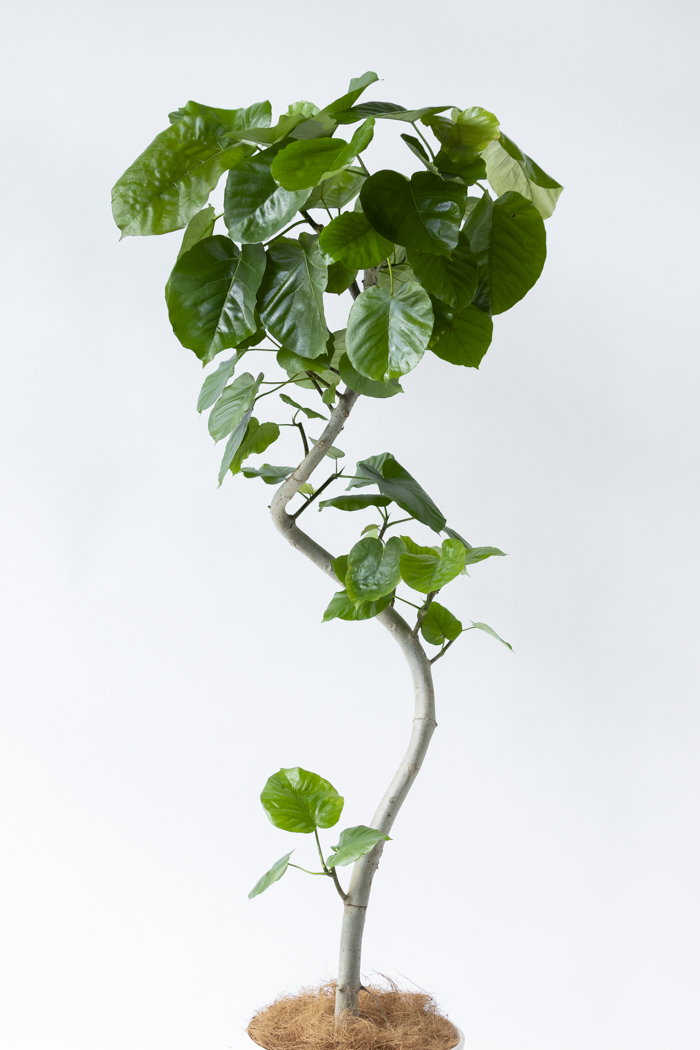 観葉植物 フィカス ウンベラータ曲がり（10号鉢）｜HanaPrime（ハナ