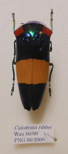 キオビオウサマムカシタマムシ - メルカリ