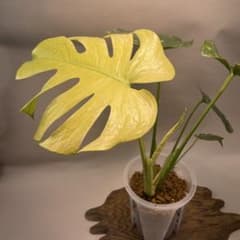 a105ホワイトモンスター 天津蘭 モンステラ斑入り - メルカリ