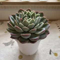 2026年最新】リンゼアナ 中里の人気アイテム - メルカリ