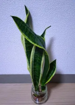 2026年最新】サンスベリアの人気アイテム - メルカリ