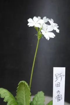 2026年最新】野田園芸の人気アイテム - メルカリ