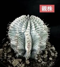 2026年最新】宇田ホリダの人気アイテム - メルカリ