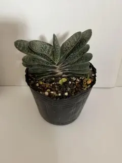 2026年最新】ガステリア 臥牛の人気アイテム - メルカリ