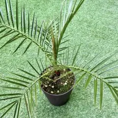 2026年最新】カナリーヤシの人気アイテム - メルカリ