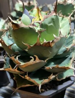 2026年最新】アガベ イランの人気アイテム - メルカリ