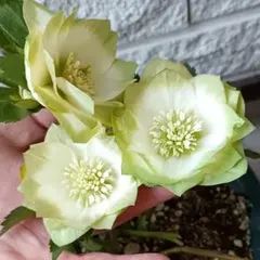 2026年最新】クリスマスローズ 利休の人気アイテム - メルカリ