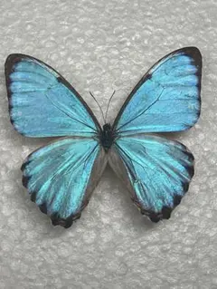 2026年最新】モルフォ 標本の人気アイテム - メルカリ