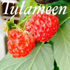 2026年最新】ラズベリー 苗 トゥラミーンの人気アイテム - メルカリ