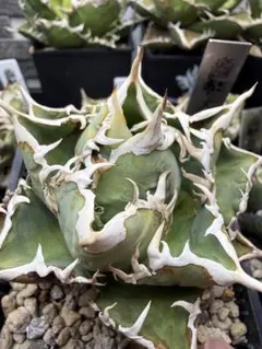 2026年最新】大白鯊 アガベの人気アイテム - メルカリ