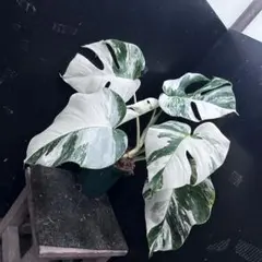 2026年最新】モンステラホワイトタイガーの人気アイテム - メルカリ