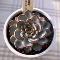 2026年最新】美紫妃の人気アイテム - メルカリ