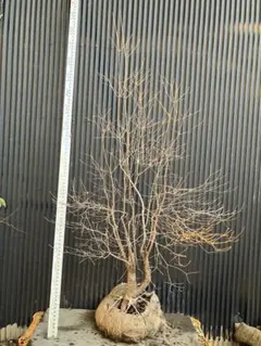 2026年最新】山採り ツツジの人気アイテム - メルカリ