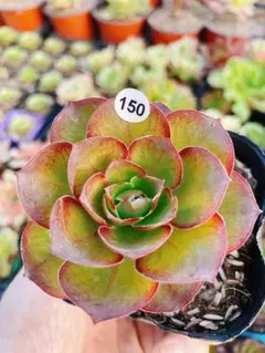 2026年最新】アエオニウム 魅金ローズの人気アイテム - メルカリ